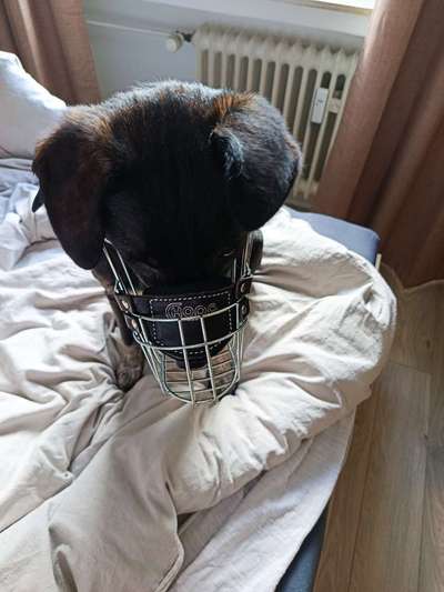 Wie sitzt mein Maulkorb / Maulkorb-Beratung-Beitrag-Bild