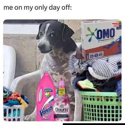 Hunde Memes-Beitrag-Bild