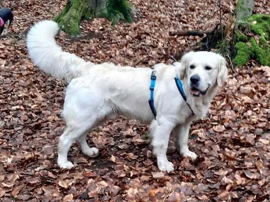 Golden Retriever-Beitrag-Bild