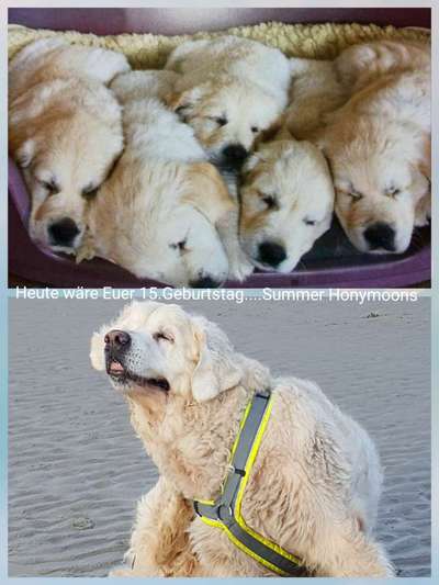 Unsere Fellnasen im Regenbogenland-Beitrag-Bild