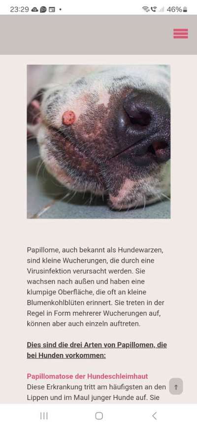 Pickel am Maul-Beitrag-Bild