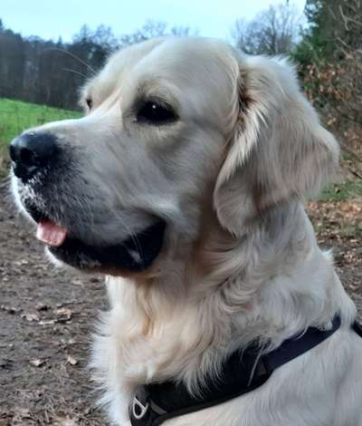 Golden Retriever-Beitrag-Bild