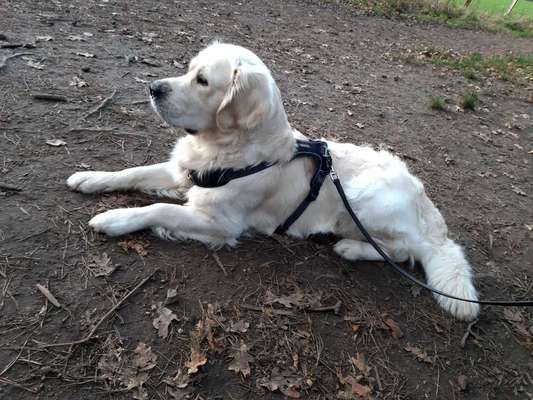 Golden Retriever-Beitrag-Bild