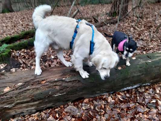 Golden Retriever-Beitrag-Bild