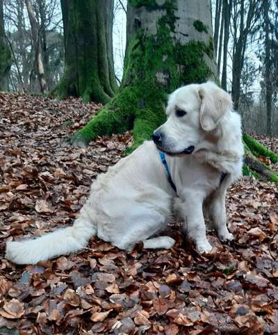 Golden Retriever-Beitrag-Bild