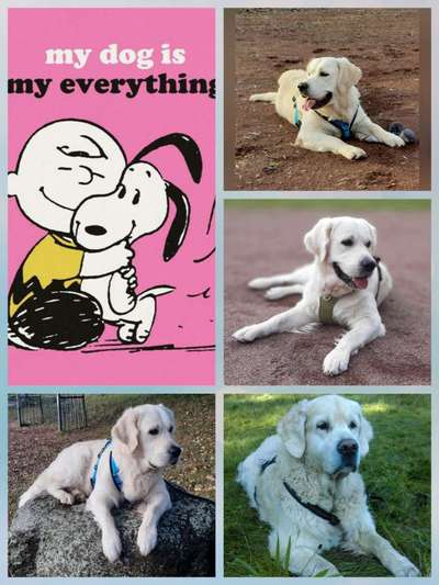 Golden Retriever-Beitrag-Bild