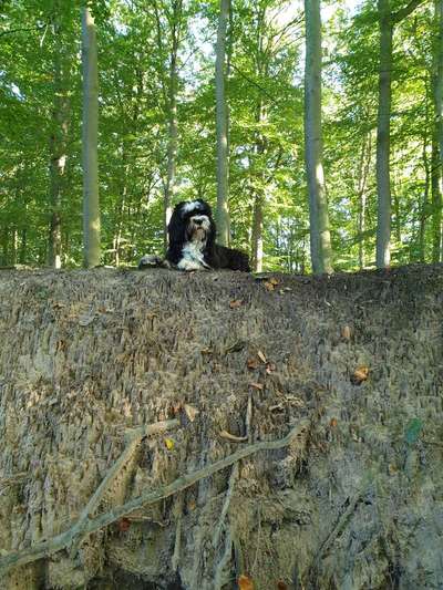 Die Dogorama Kalender Challenge Titelbild-Beitrag-Bild