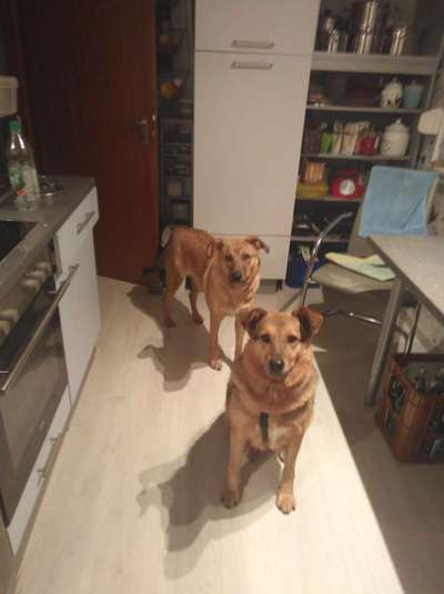 Auslandstierschutz-Beitrag-Bild