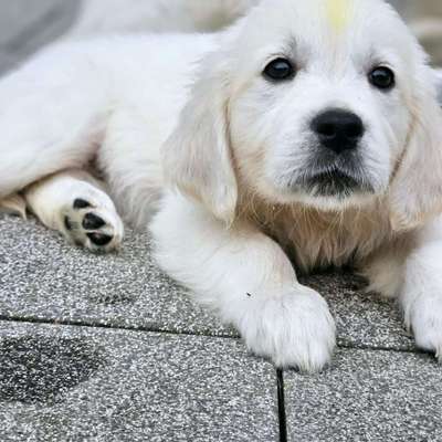 Hundetreffen-Welpen-Spiel-Gruppe-Bild