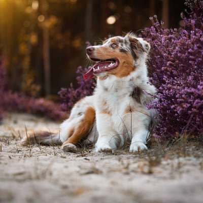 Hundetreffen-Gemeinsames Hundetreffen-Bild