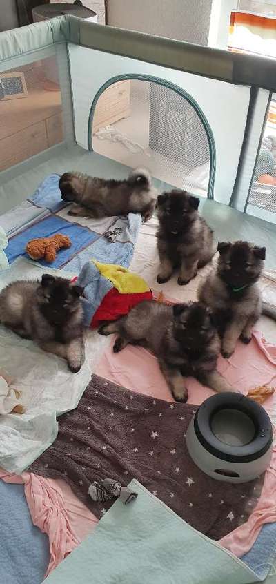 Spitz--Zwergspitz--kleinspitz---mittelspitz----Großspitz--Wolfsspitz-Beitrag-Bild