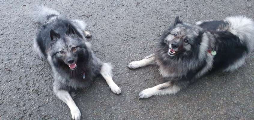 Spitz--Zwergspitz--kleinspitz---mittelspitz----Großspitz--Wolfsspitz-Beitrag-Bild