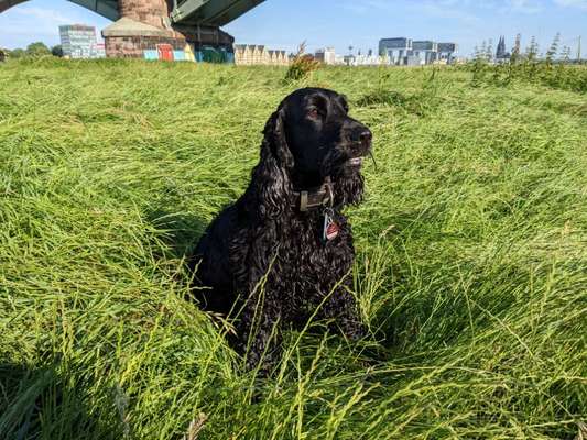 Hundetreffen-Cocker Spaniel im Köln Bonner Raum-Bild