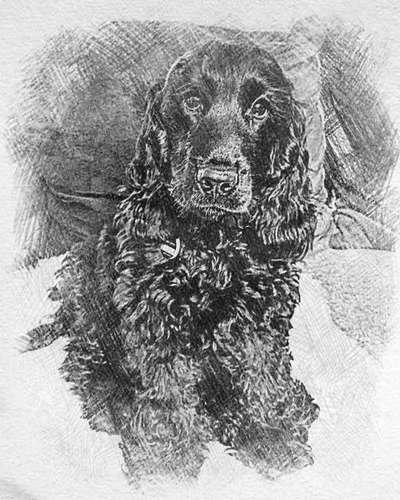 Der Hund als Cartoon-Beitrag-Bild