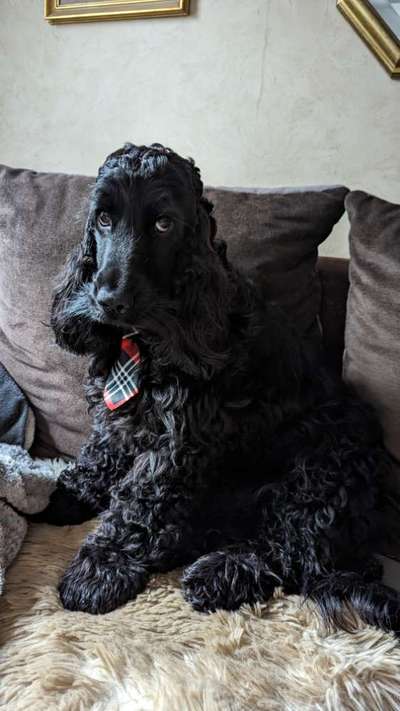 Englisch Cocker Spaniel-Beitrag-Bild