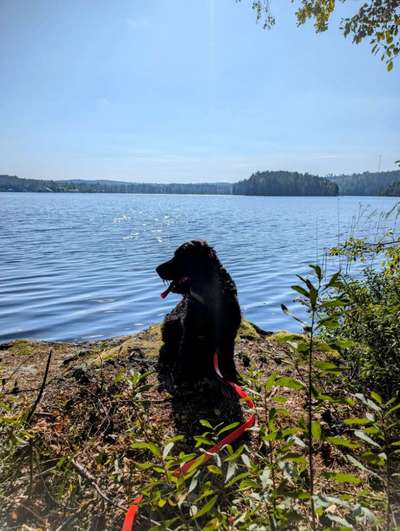 Englisch Cocker Spaniel-Beitrag-Bild