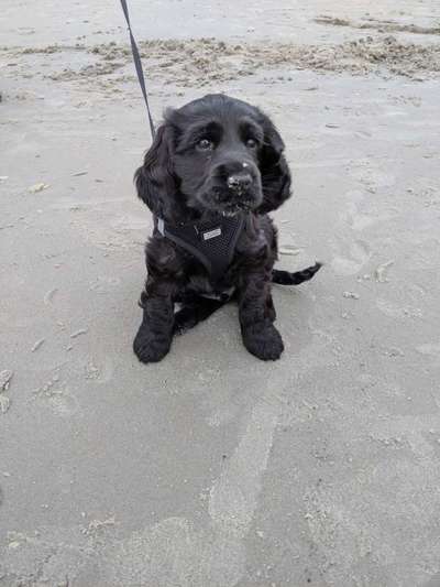 Welpen Bilder !-Beitrag-Bild