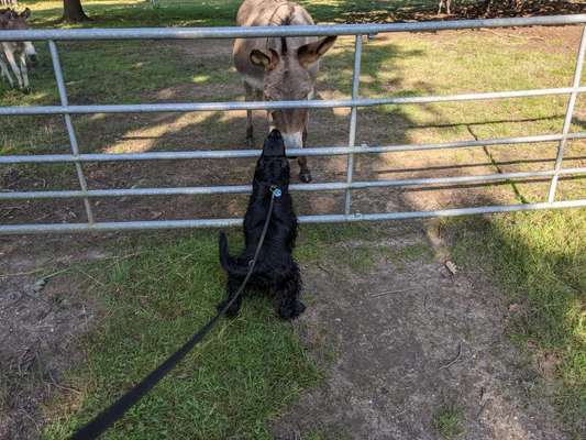 Fotochallenge Nr. 51 "Euer Hund mit anderen Tieren"-Beitrag-Bild