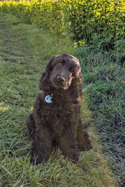 CHALLENGE NR. 19 - Der Hundeblick-Beitrag-Bild