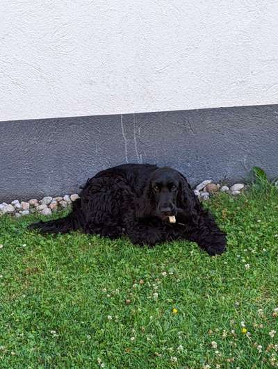 Englisch Cocker Spaniel-Beitrag-Bild