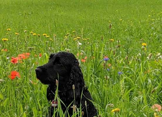 Die Dogorama Kalender Challenge Titelbild-Beitrag-Bild