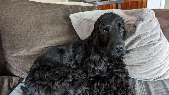 Englisch Cocker Spaniel-Beitrag-Bild