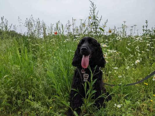 Cocker Spaniel-Beitrag-Bild