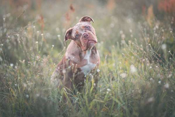 Olde English Bulldogge-Beitrag-Bild