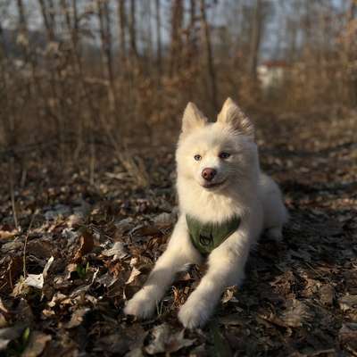 Hundetreffen-Gassirunden/Spielrunden/Soziale kontakte-Bild