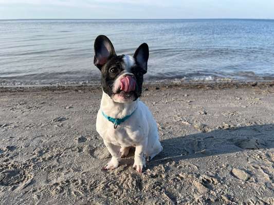 Hundetreffen-Spielrunde Lubmin, Wusterhusen, Greifswald-Bild