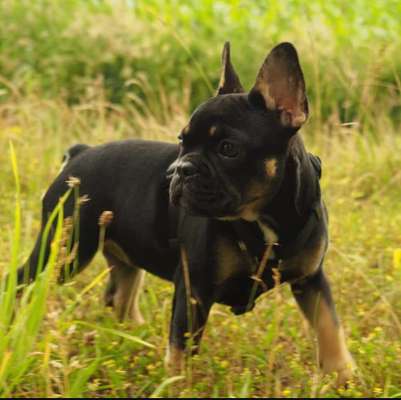 Hundetreffen-Spielstunde-Bild