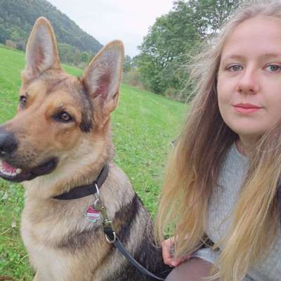 Hundetreffen-Gemeinsamer Spaziergang-Bild