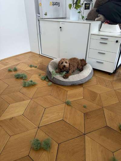 🐶 Sind Bürohunde jetzt VERBOTEN?! 😱-Beitrag-Bild