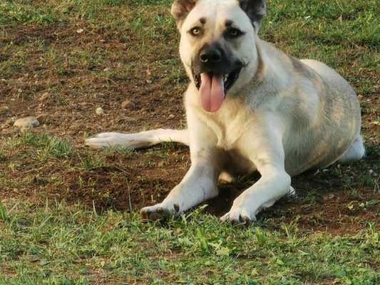 Kangal Fans ! ! ! !-Beitrag-Bild