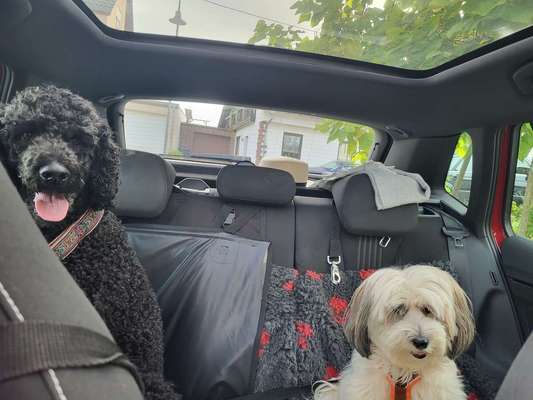 Foto Challenge Thema "Hunde im Auto"-Beitrag-Bild