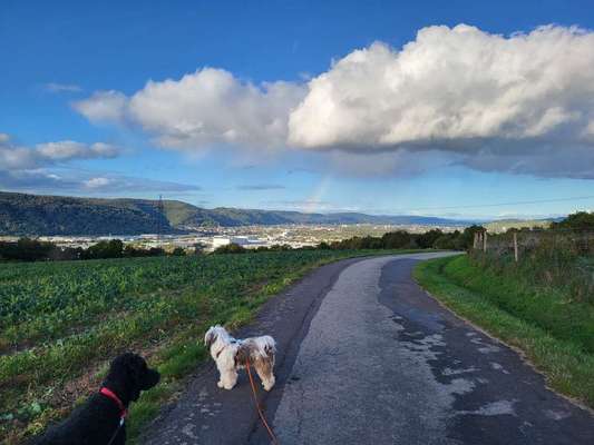 156. Fotochallenge *** DEIN HUND UND DIE WUNDERSCHÖNEN WOLKEN ***-Beitrag-Bild