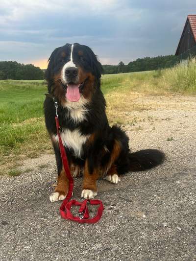 Hundetreffen-Gassirunde/Spielen-Bild