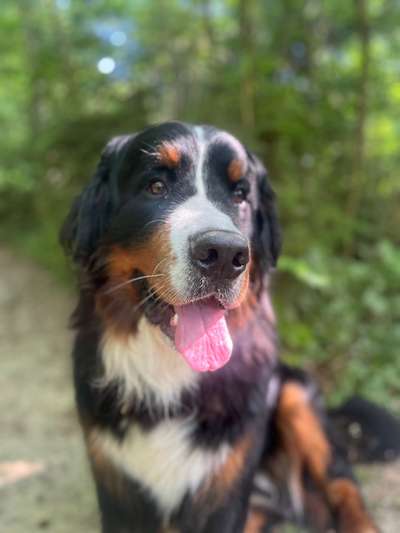 Berner Sennen-Beitrag-Bild