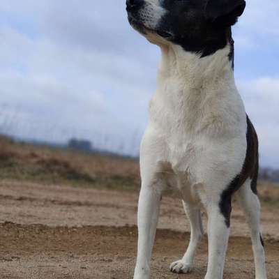 Hundetreffen-Souveräne Sozialkontakte gesucht-Bild