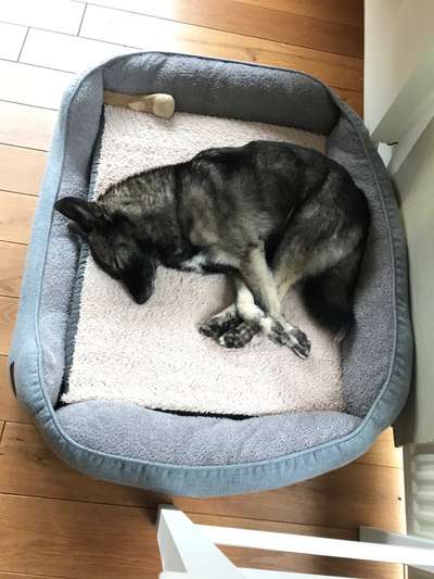 Mischlingshunde Foto Aufruf-Beitrag-Bild