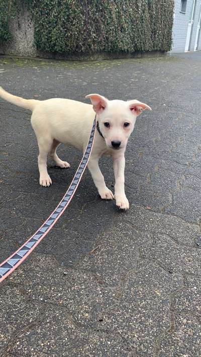 Welpen Bilder !-Beitrag-Bild