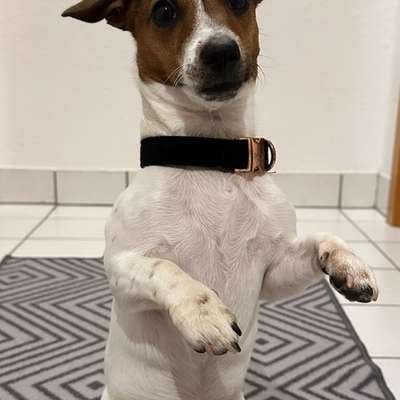 Hundetreffen-Spielfreund gesucht-Bild