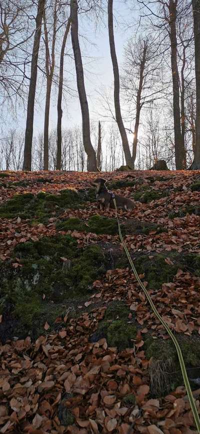 Fotochallenge No. 26                                     Wald und Wiese-Beitrag-Bild