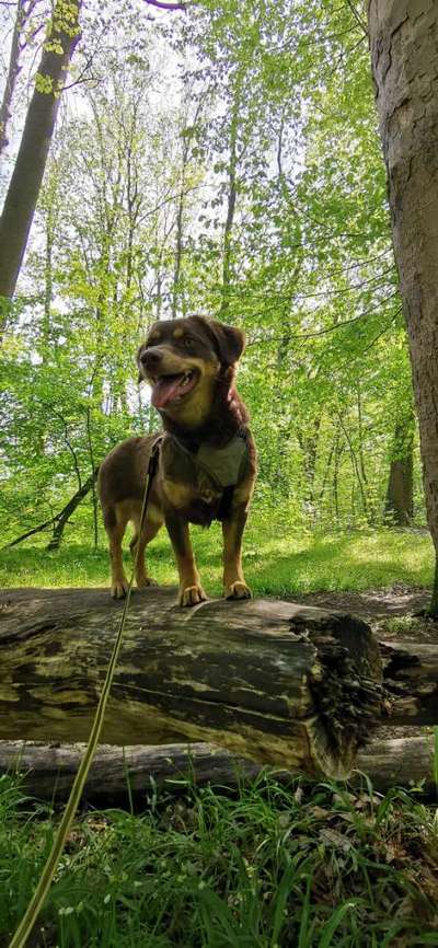 Die Dogorama Monats Challenge "Es grünt und blüht"-Beitrag-Bild