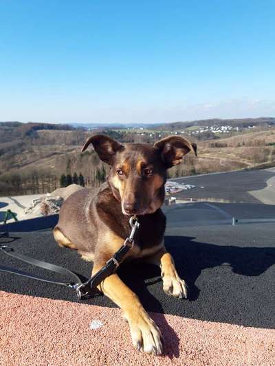 Hundetreffen-Spaziergänge im Königsforst und Wahner Heide-Bild