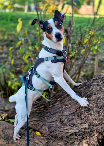 Ratonero Bodeguero Andaluz-Beitrag-Bild