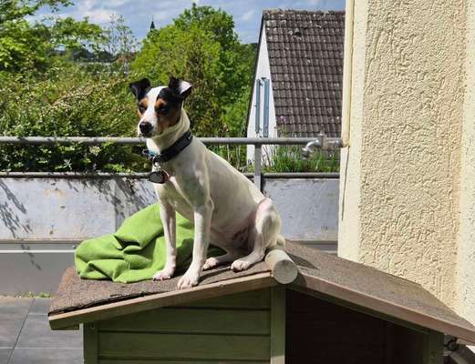 Auslandstierschutz-Beitrag-Bild