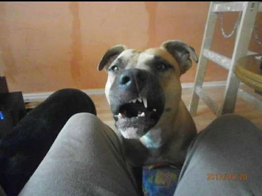 Lustigsten Grimassen von euren Hunden-Beitrag-Bild