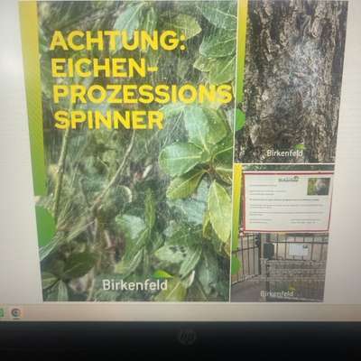 Giftköder-Eichenprozessionsspinner-Bild