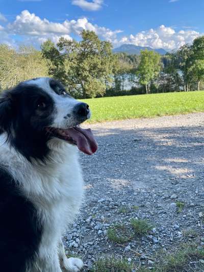 Herdenschutzhunde und Herdi-Mixe-Beitrag-Bild